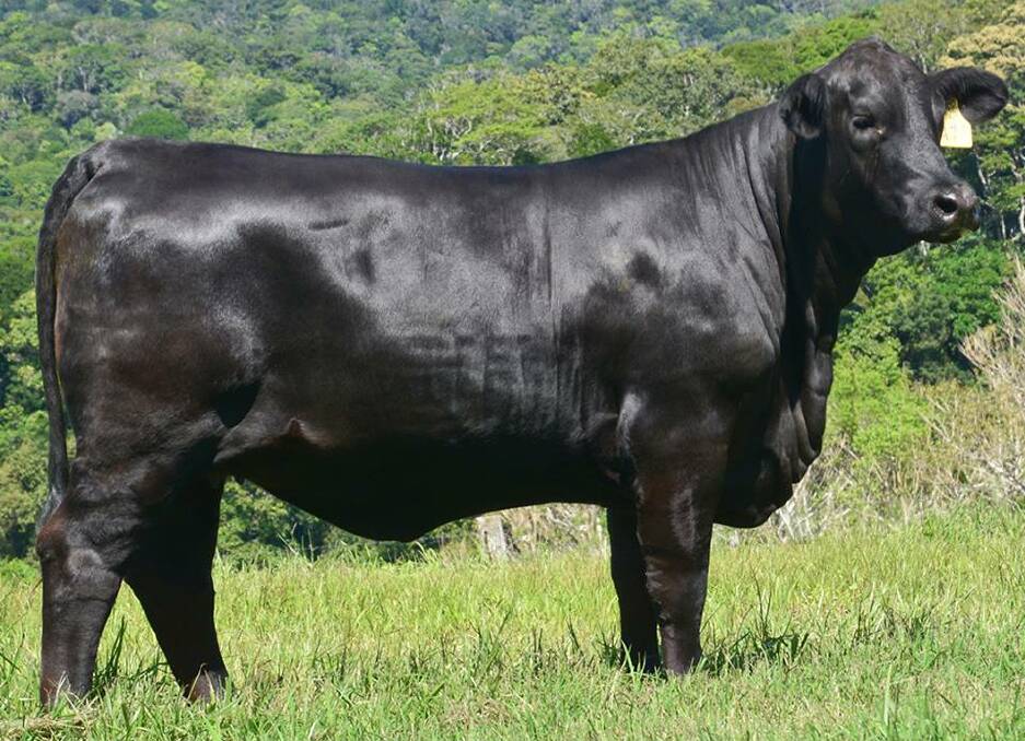 Telpara Hills Miss High Quality 541M15 took the highest price place of the sale at $42,000 to Theg Brangus, Coffs Harbour, NSW.