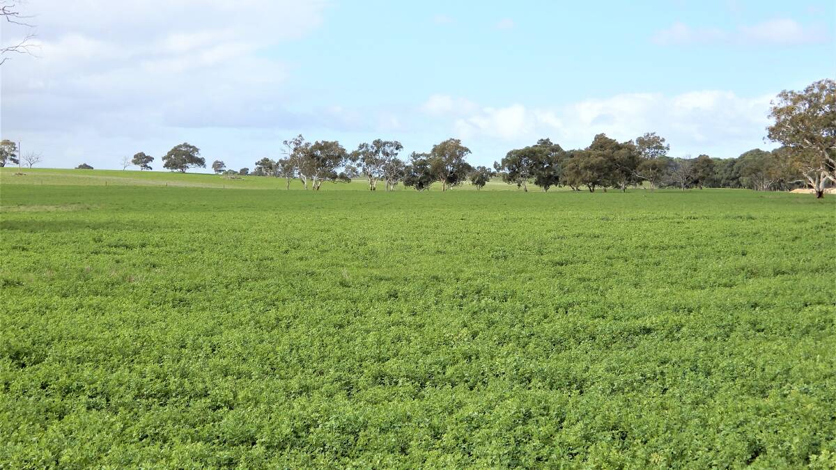 Drought proofed lucerne operation