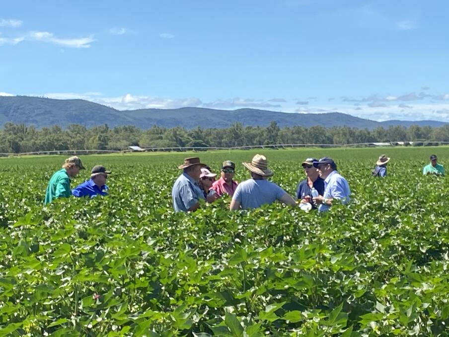DIVERSIFYING THE NORTH: An increasing number of North Queensland farmers are trialling cotton this season as a potentially lucrative crop. Picture: Darrin Davies