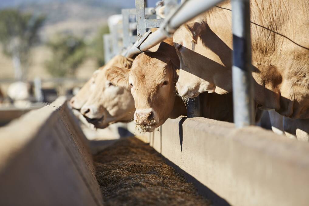 Cooloola Blonde d'Aquitaine cattle in a feedlot setting. Picture: Supplied by Nolan Meats 
