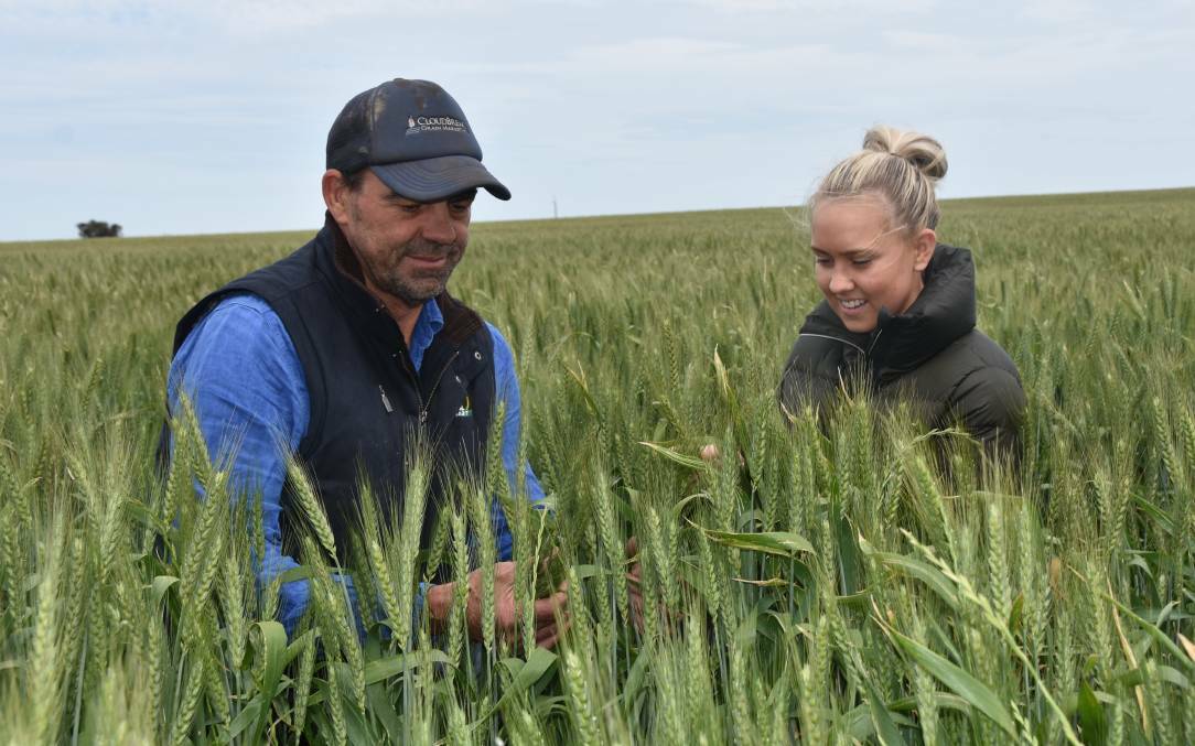 INSPECT: Michael and Ruby Treloar inspect a field or wheat near Cummins. The Lower Eyre region is forecast to produce 834,000 tonnes of grain this harvest season.