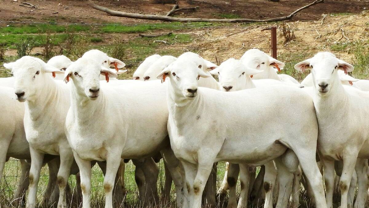 The Baringa and Seriston Australian White: The next evolution in sheep
