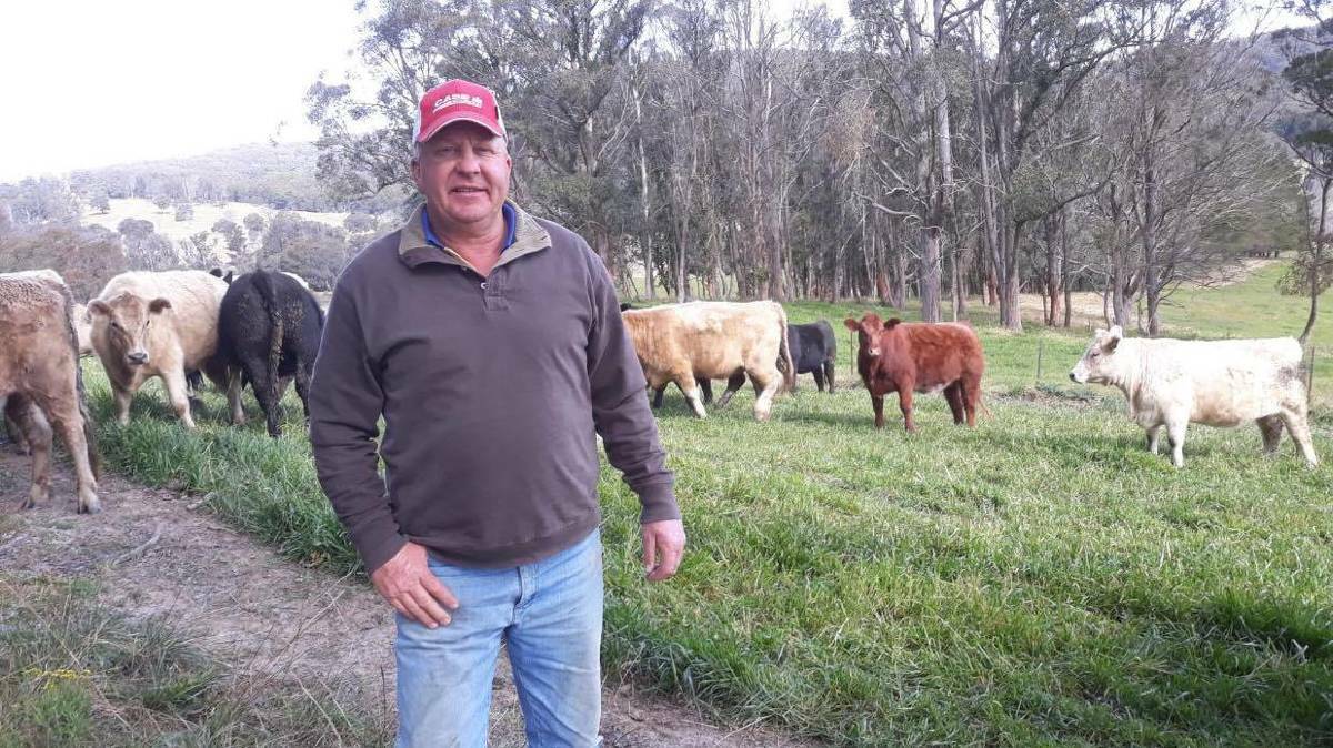 Walcha beef producer Neil Dunn, Wirraway, Walcha, with rising two-year-old crossbred females on ryegrass crop. Photo: Supplied 