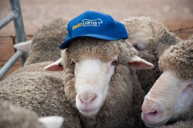 Genetic selection could solve the mulesing mystery and lead to super sheep