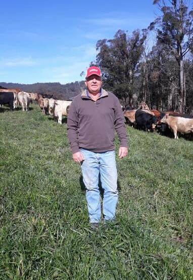  Walcha beef producer Neil Dunn, Wirraway, Walcha, with rising two-year-old crossbred females on ryegrass crop. Photo: supplied 