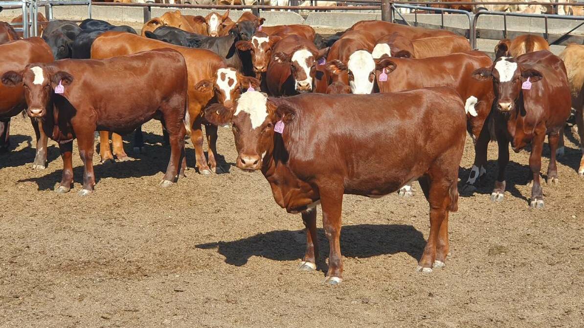  HIGH GRADE: The Weatheralls, Mount Maroon Grazing, use Hereford bulls to breed impressive articles, such as these heifers, to serve south-east Queensland markets. 