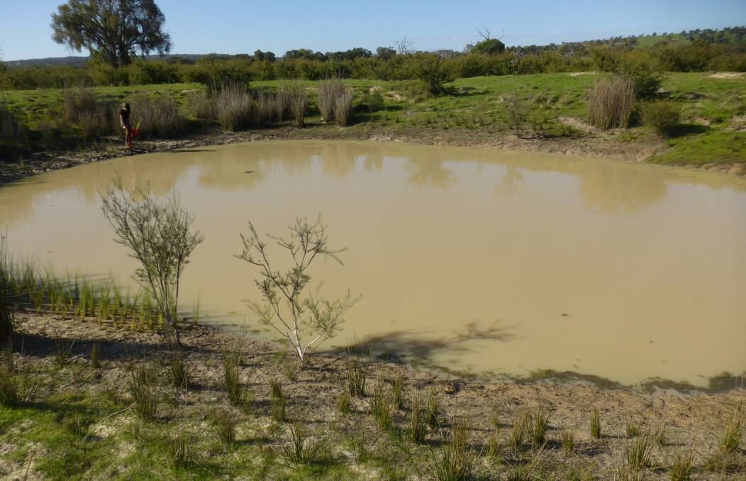 THE TRIAL BEGINS: This dam will soon be fenced off by a Gallagher Electric Fence, for monitoring of feral pig, fox and wild dog exclusion. As an added bonus, it will keep out the kangaroos that devastate revegetation efforts.