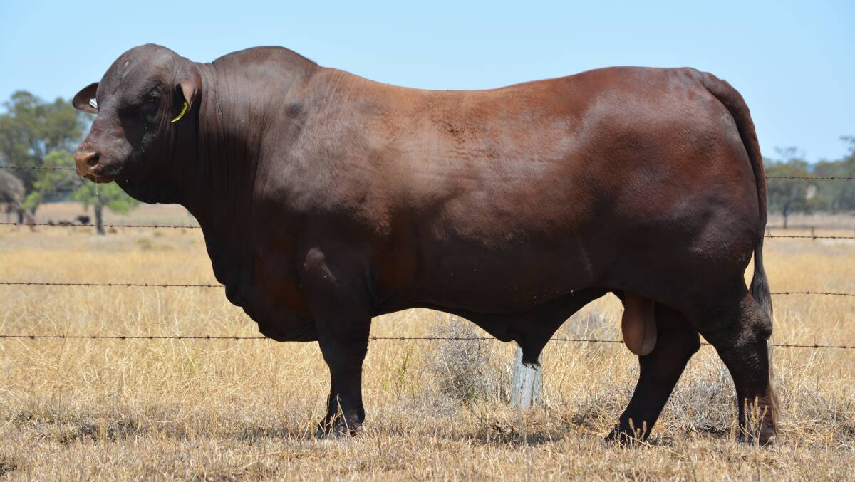 Kuloomba Peter(P) purchased for $57,000 his first sons sell at this years Rosevale Sale.