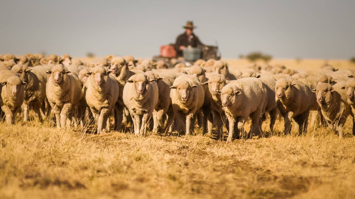 Australian Wool Innovation expects to dip significantly into its reserves in the next financial year, after recording its lowest ever annual revenue.