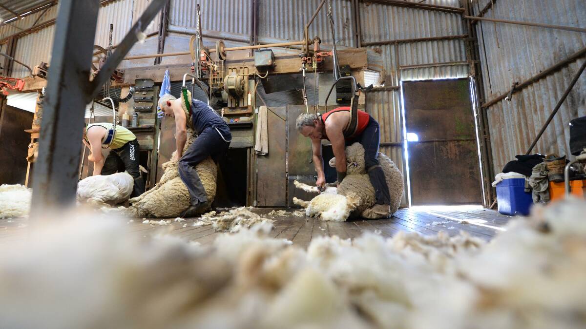 AWI chairman Jock Laurie says better facilities, improved shed design, more learner opportunities and a staggered shearing season could all help address the wool harvesting labour shortage. 