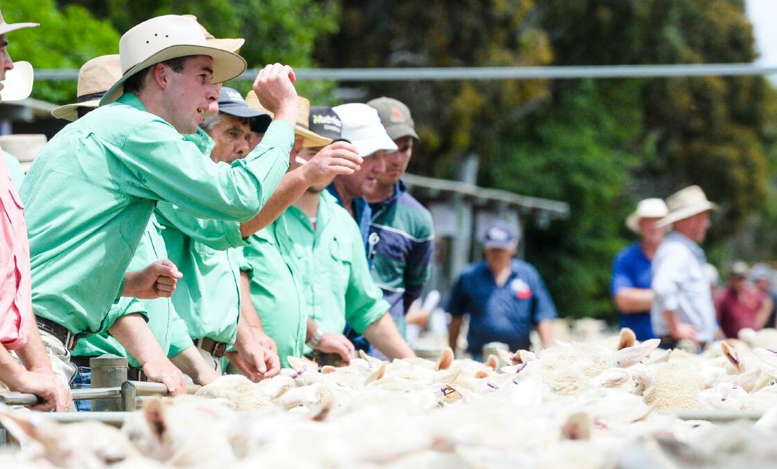 Sheep meat prices remain strong going into Christmas, with a boost to throughput. Photo: Darren Howe. 
