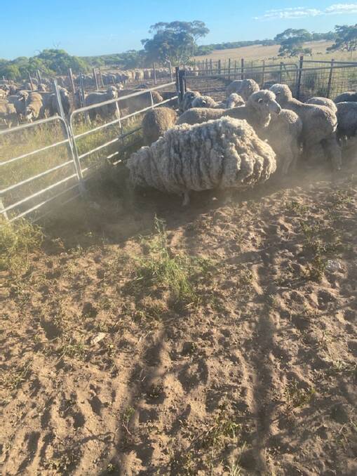 The sheep was found on Courtabie Station, Port Kenny. Photo supplied.