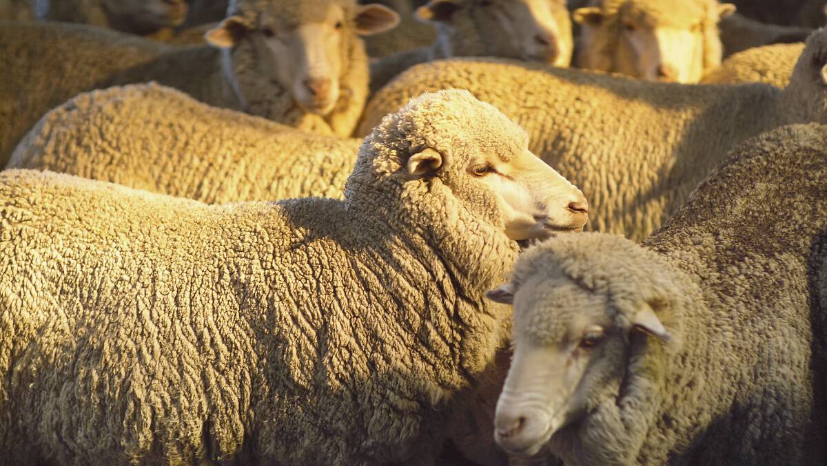 A newly released report sets out steps for improving traceability in Australia's sheep and wool industry. 