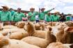 Strong lamb supply no threat to prices