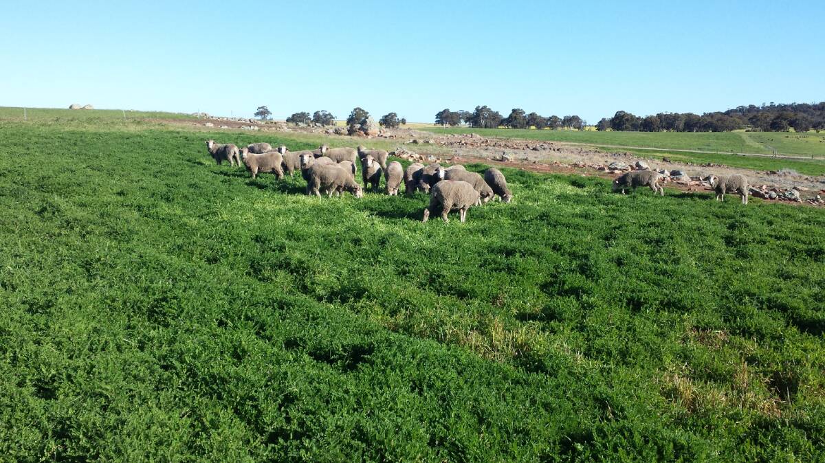 A Western Australian research project is looking at the benefits of legume pasture systems in sheep production. 