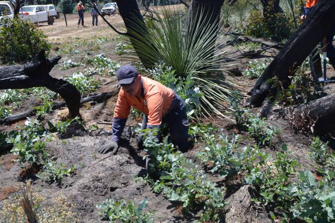 WEED REMOVAL: Operations team at KI Plantation Timbers in July 2021 assisting landowners to remove blue gum (Eucalyptus globulus) seedlings activated by the bushfires of last summer. File photo