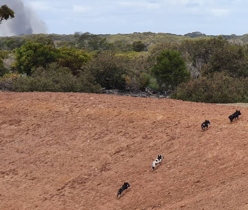 PRE FIRE: Feral piglets run out of a farm dam near Six Mile Lagoon on Kangaroo Island as a bushfire approaches from the west in December 2019. File photo 