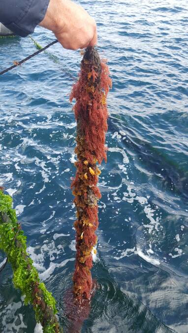 Photo of the specific seaweed to be grown