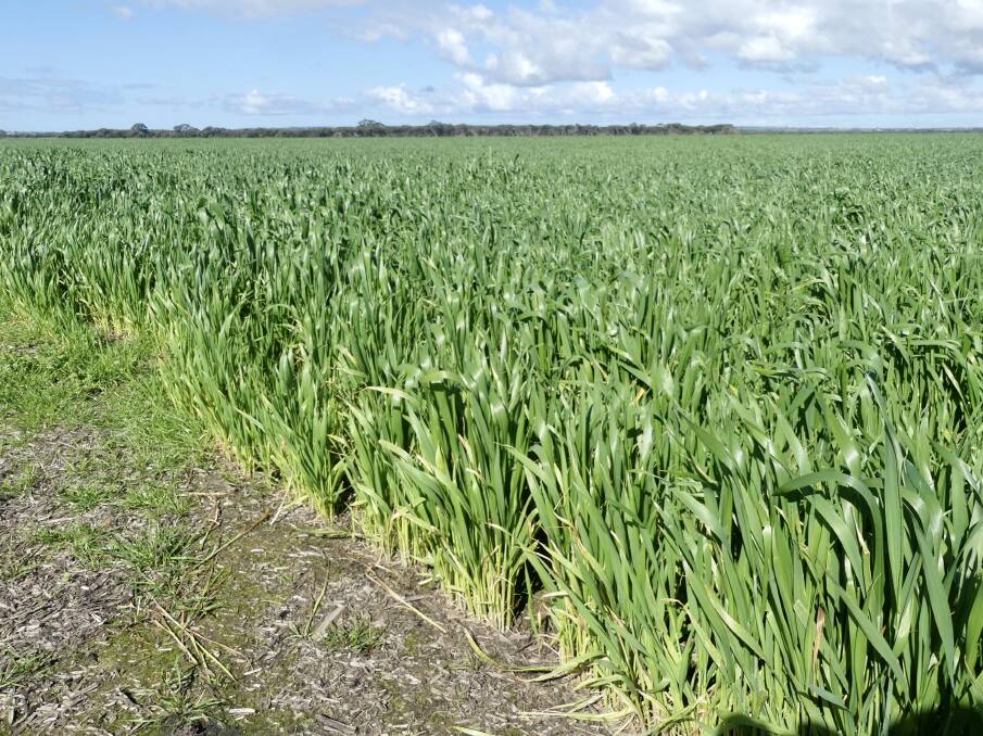 WHEAT CROP: This wheat crop at Cygnet River planted by Bellevista farms is doing well as it's not as badly impacted by standing water. Photo: Stan Gorton 