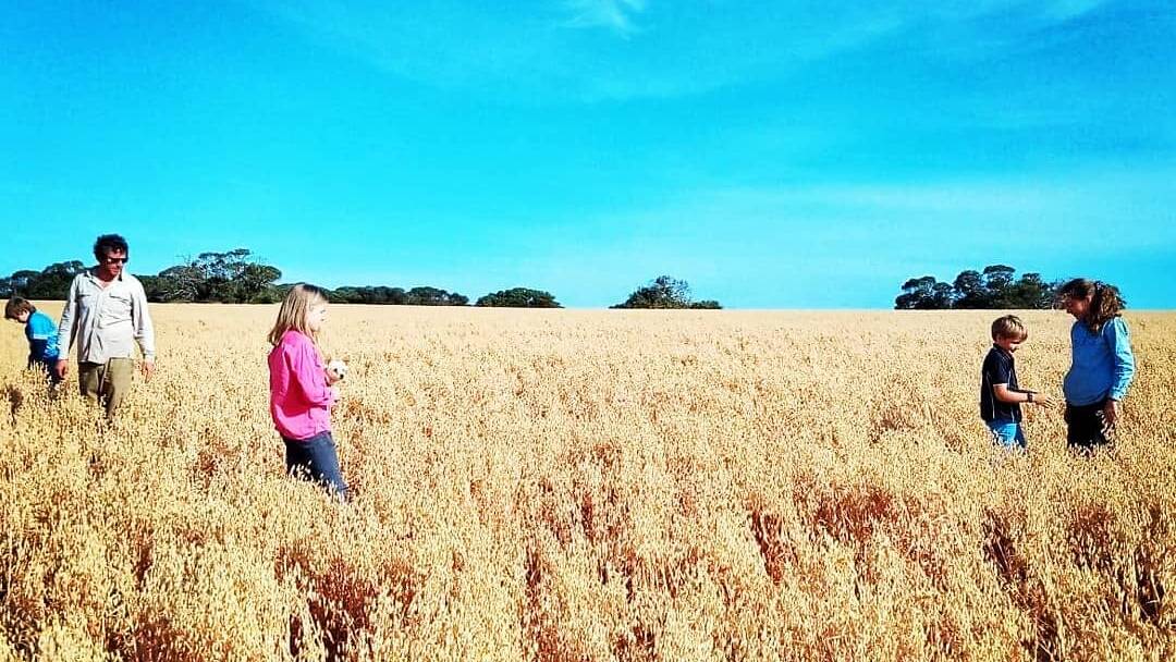 OAT CROP: The Morgan family check out their oat crop just before harvest. Photo KI Oats 