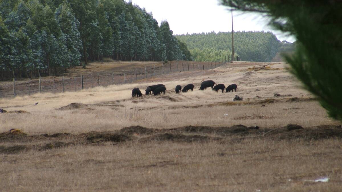 Feral pigs feed on the edge of plantation forests on Kangaroo Island before the recent bushfires. Photo: KI Landscape Board 