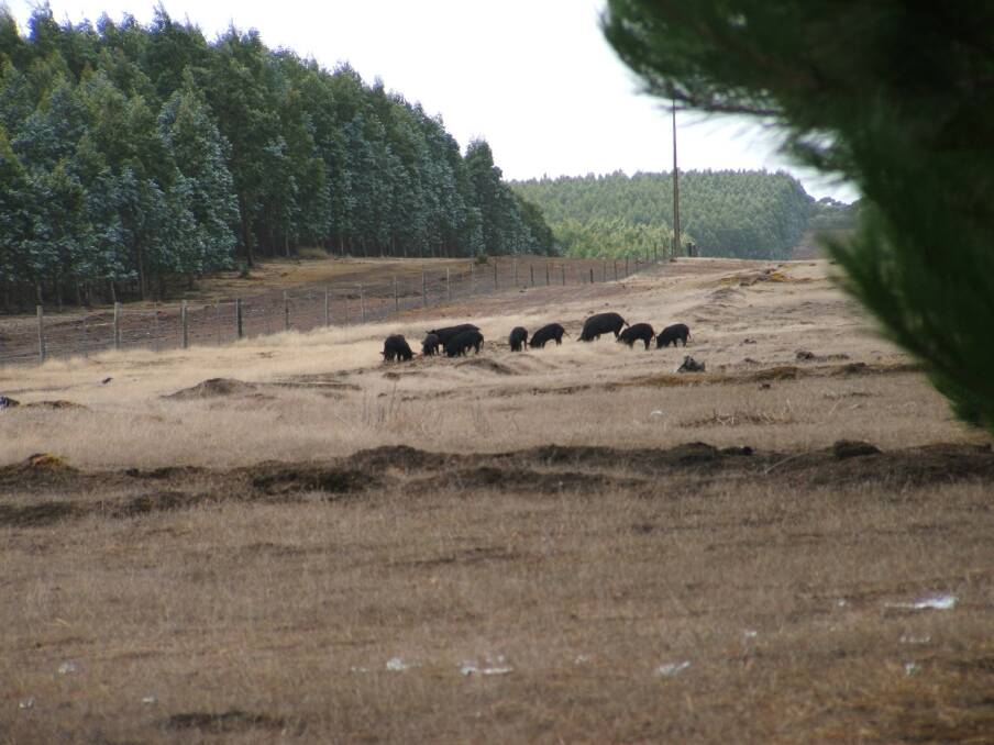 PLANTATION PIGS: Feral pigs feed on the edge of plantation forests before the big Kangaroo Island bushfires. Photo KI Landscape Board 