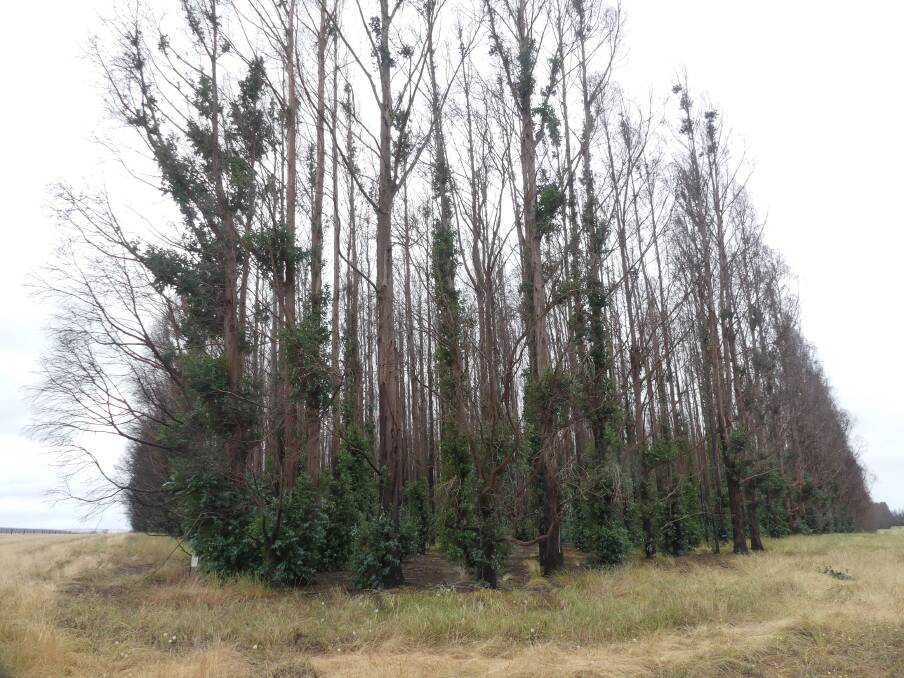 BURNED TIMBER: A stand of burned plantation blue gum trees off Turkey Lane on Kangaroo Island. Photo: Stan Gorton 