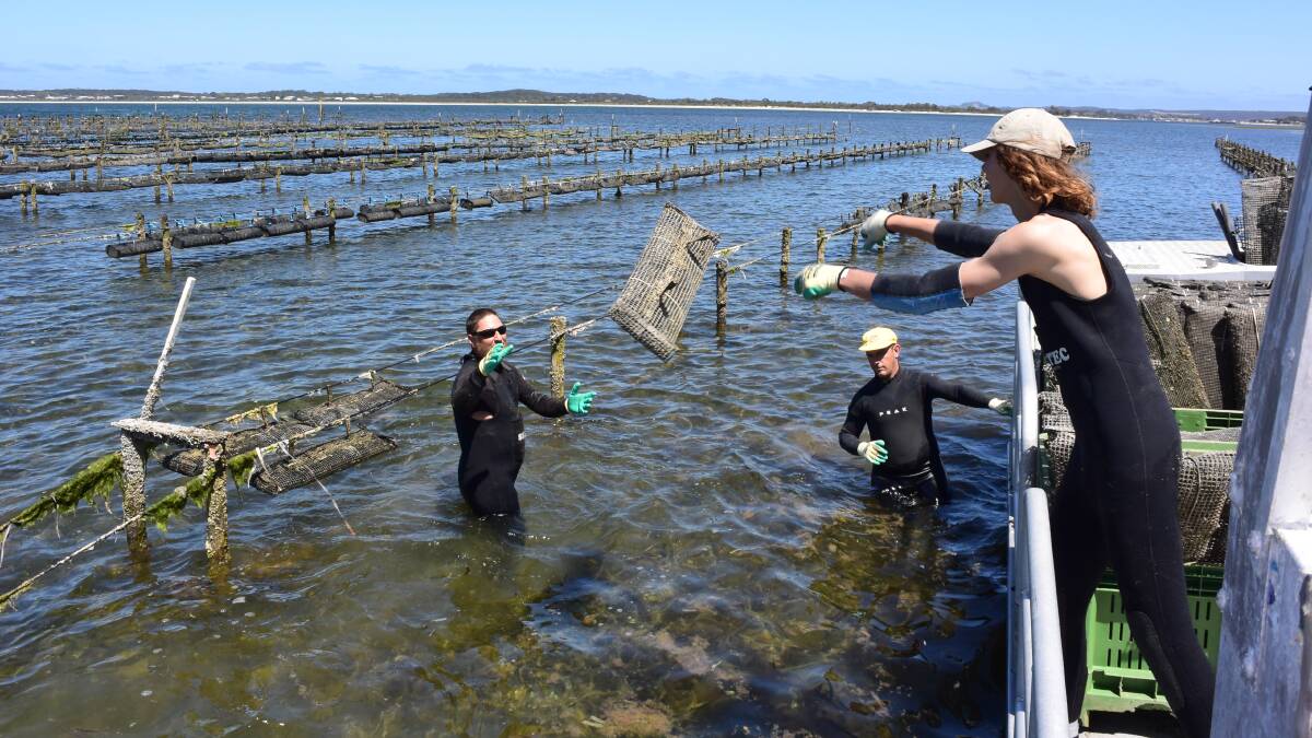 Kangaroo Island Shellfish managing director Ken Rowe at work on the American River oyster leases with workers Michael Green and Bailey Bruce. 
