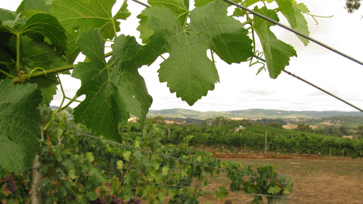 CONTROL: Biosecurity SA is investigating report of chemical damange to grape vines in the Clare Valley and Riverland.