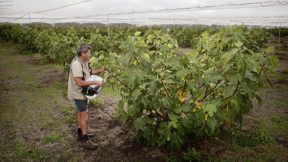 RIPE: Dan Pettingale Stokes Bay, Kangaroo Island, is busy picking figs.