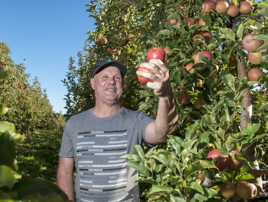 Ashley Green inspects some Pink Lady apples, which will be ready for harvest within the next few weeks.