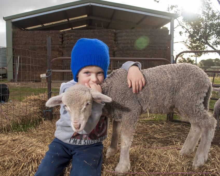 HOW CUTE: Paxton Newman, 3, with a Merino lamb.