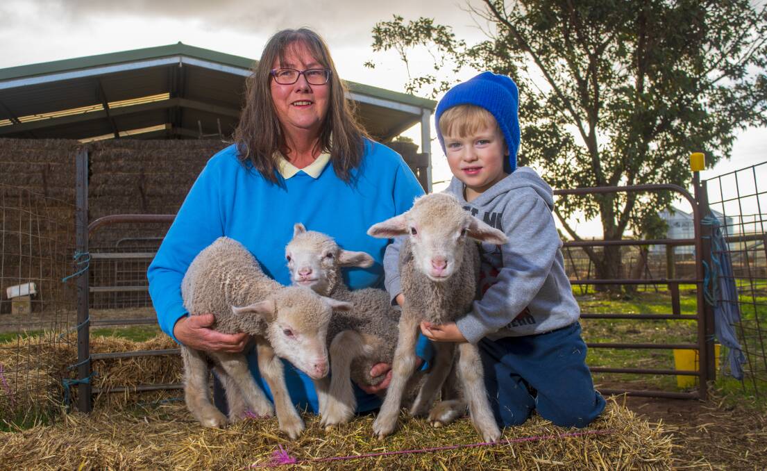 LITTLE HELPER: Judy Paech, Lucernbrae Merino stud, Callington, and her grandson Paxton Newman, 3, look after some five-week old Merino lambs.