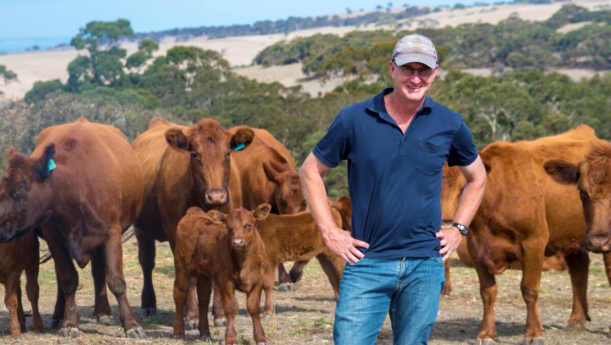 EASY-CARE FACTOR: Ian McCombe, Waitpinga, appreciates the easy care, good growth and temperament of his Red Angus herd.