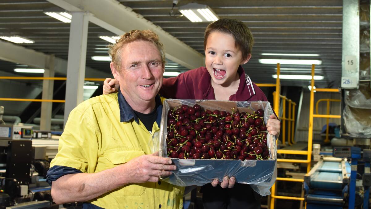 FRESH PICK: Torrens Valley Orchards managing director Tony Hannaford and his son William inspecting some of this season's cherries.