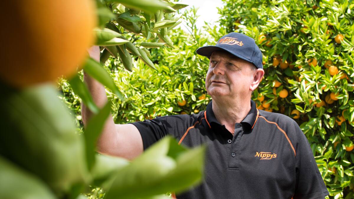 MORE OPTIONS: Nippy’s operations manager Phill Warner inspects citrus trees at the business's Waikerie farm.
