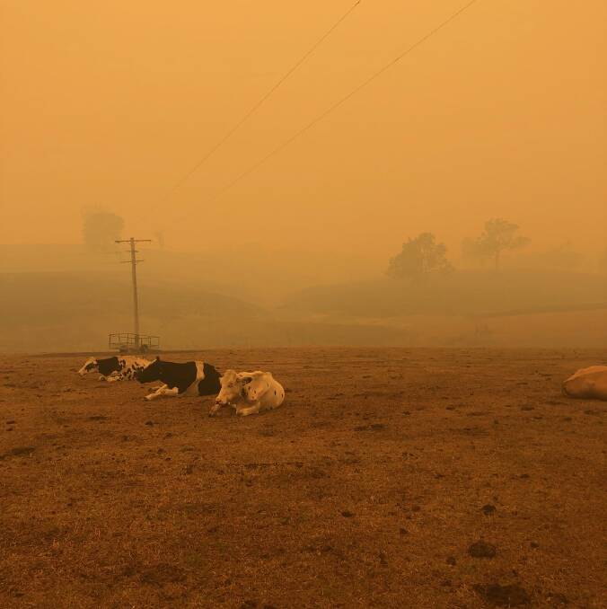  Dairy cows at Rocky Allen's Cobargo property on the South Coast, a farming community hit hard by the fires. Photo: Rocky Allen