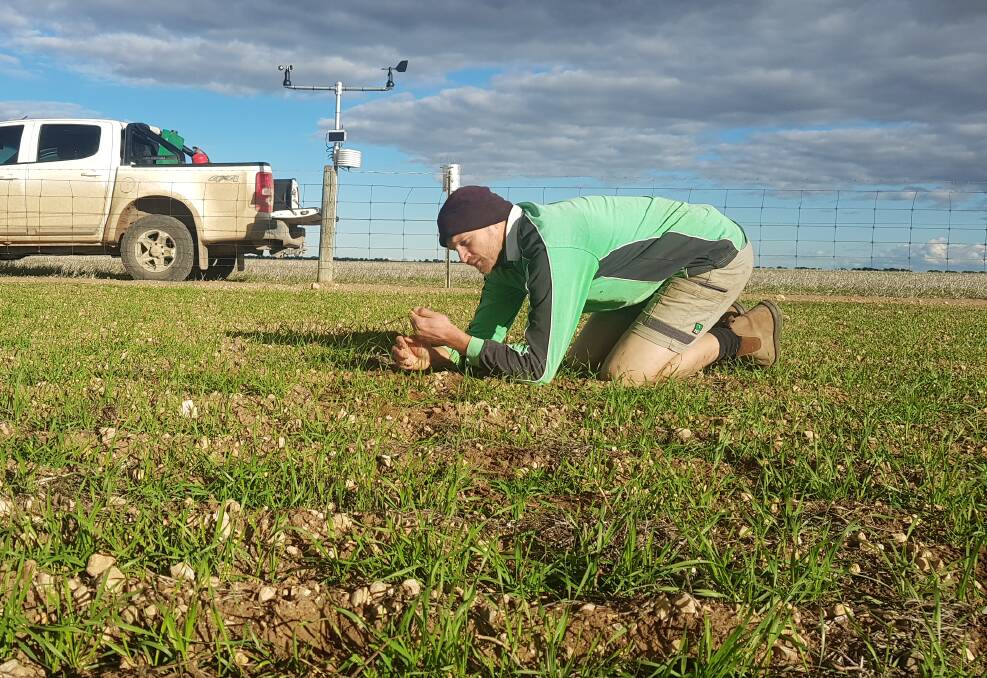 DOWN TO WORK: Leighton Wilksch, Agbyte, checks out crop growth at a soil moisture probe site.