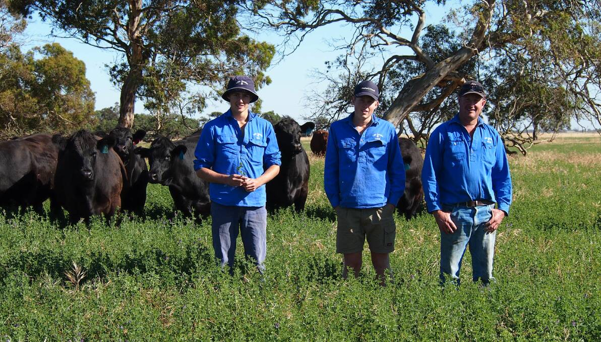 BRANCHING OUT: Nicholas, Lachie and David Hurst at Lake Hawdon, east of Robe, South Australia, where their Angus herd is seen as a “bolt-on” addition to their extensive sheep and cropping operations.