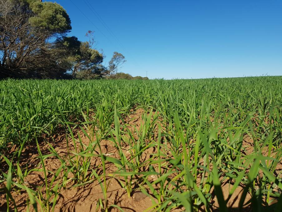 GROW TIME: A crop on the rise just outside of Cunliffe.