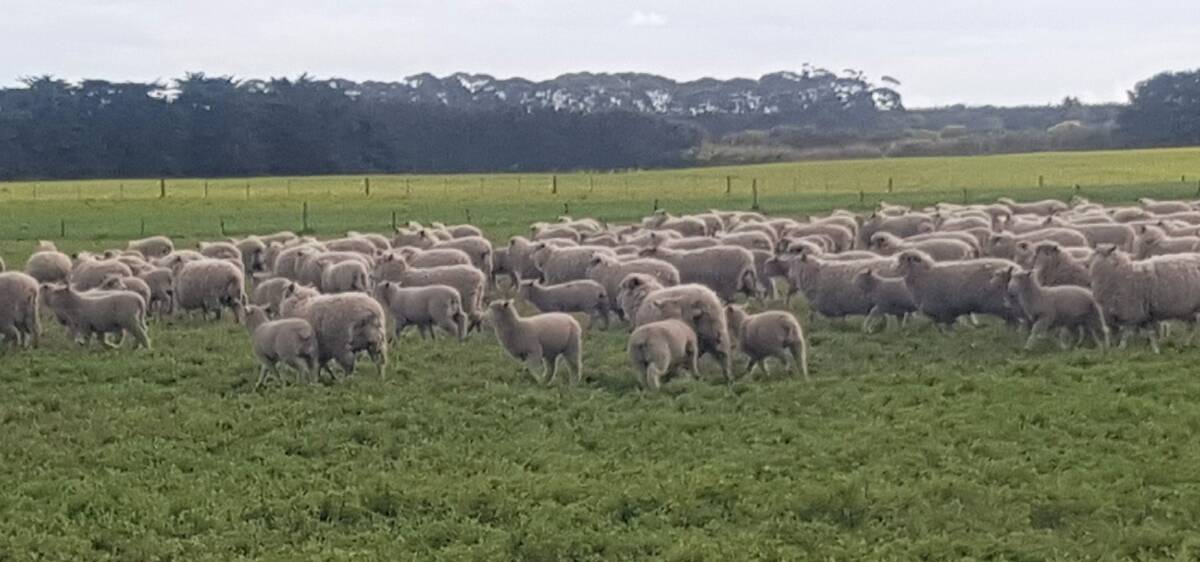 QUICK GROWTH: Lee and Megan Jenkin looked to join Border Leicesters with Corriedale ewes for strong lambing percentages and quick growth.