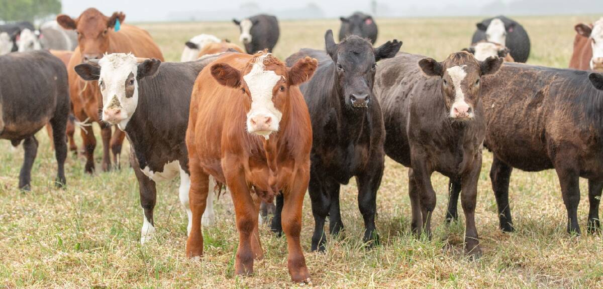 BEEF WEEK 2019: There will be 67 studs representing 13 different breeds across the four days of Beef Week, starting February 1.