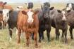 eMag: Beef Week showcases elite genetics