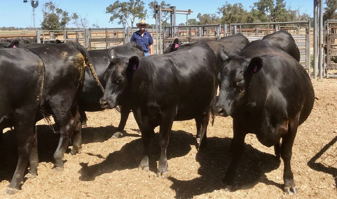 MUMS IN WAITING: Chris Schinckel, Kyna, Stewart Range, inspects some of his Angus heifers which are due to calve in the next two weeks.