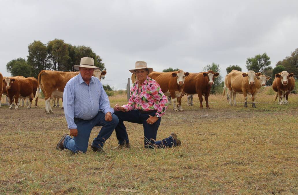 CUSTOMER FOCUSED: Blue Dog Simmentals' Doug and Jan Bradshaw strive to produce the sires for their customers that do the same type of job in their commercial operations at Red Range, Wondoan, Queensland.
