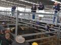 BARRED: A central Victorian livestock agent has been banned from attending their local saleyard over claims of threatening abuse. File photo.
