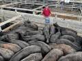 VENDOR: Paul O'Brien, Sunnyside, Dunrobin, sold 106 Angus steers, nine to 10 months, including 65 steers, 369kg, for 656c/kg.