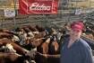 Casterton Herefords to 788c/kg as one buyer snaps up 40pc of yarding