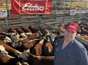 FIRST PEN: Jason Koch, Rosebank, Casterton, sold 152 Hereford and Simmental steers, including the first pen of 20 steers, 369kg, for 630c/kg or $2324.