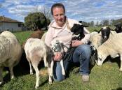 MEAT FOR ALL AGES: Hope-ta Harlequin Mini Meat Sheep stud principal Melissa Bell, Longwarry, Vic, has bred the small breed for five years.